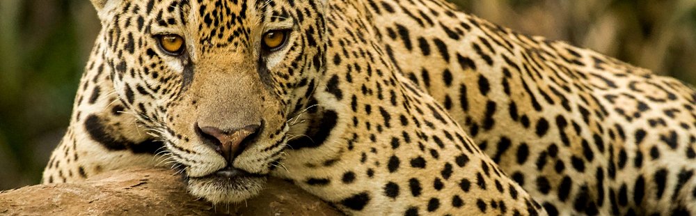 Le Pantanal paraguayen