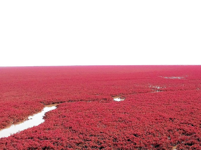 Plage rouge de Panjin