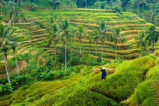 Bali