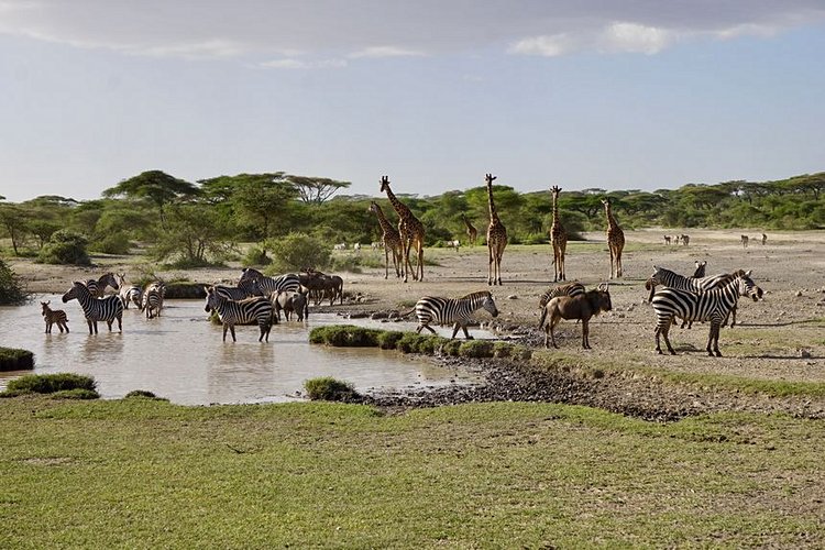 Le Parc national du Serengeti