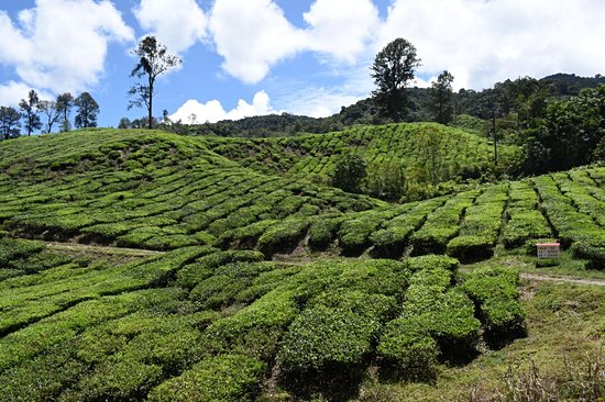 Boh Tea Plantation