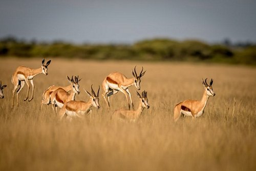 Les plus beaux safaris