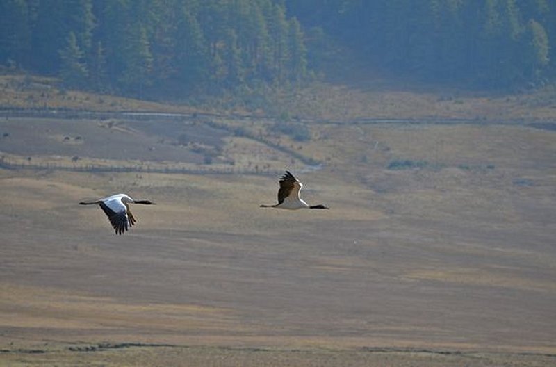 Observer les oiseaux