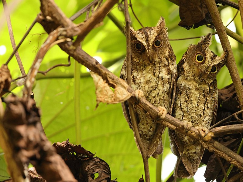 Tangkoko