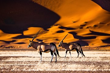 Désert de Sossusvlei