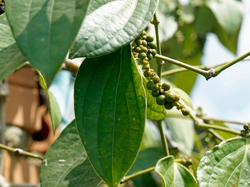 Les plantations de poivre de Kampot