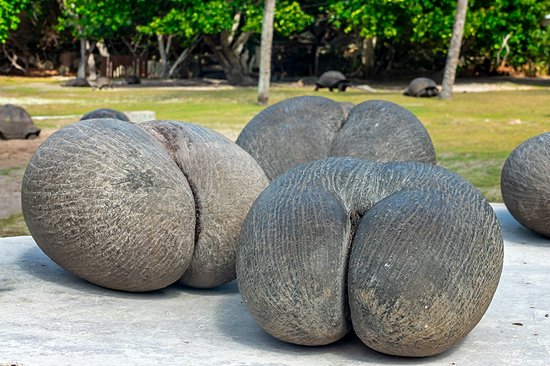 Observer le coco de mer dans son habitat naturel