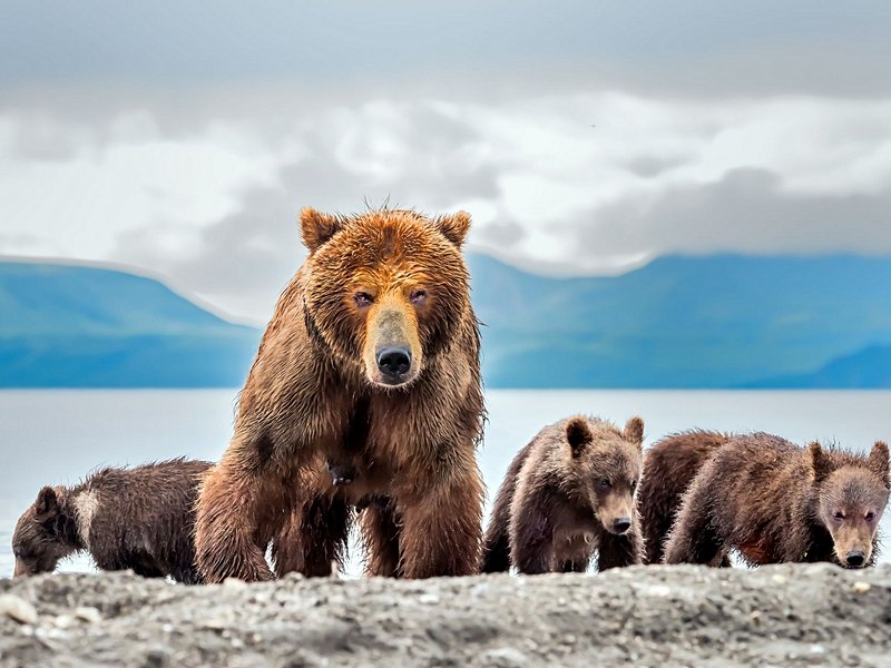 Le Kamtchatka
