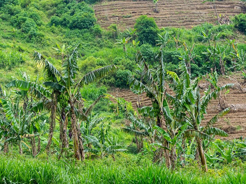 Le temple de Gunung Kawi 