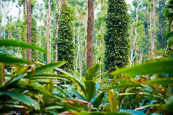 Les jardins d'épices