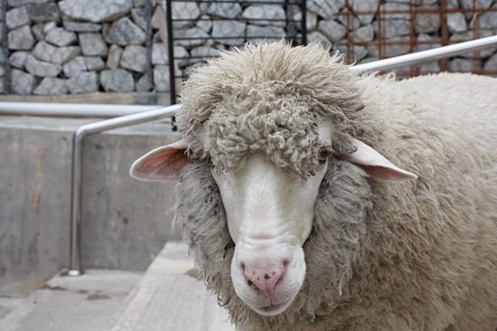 Kea Farm
