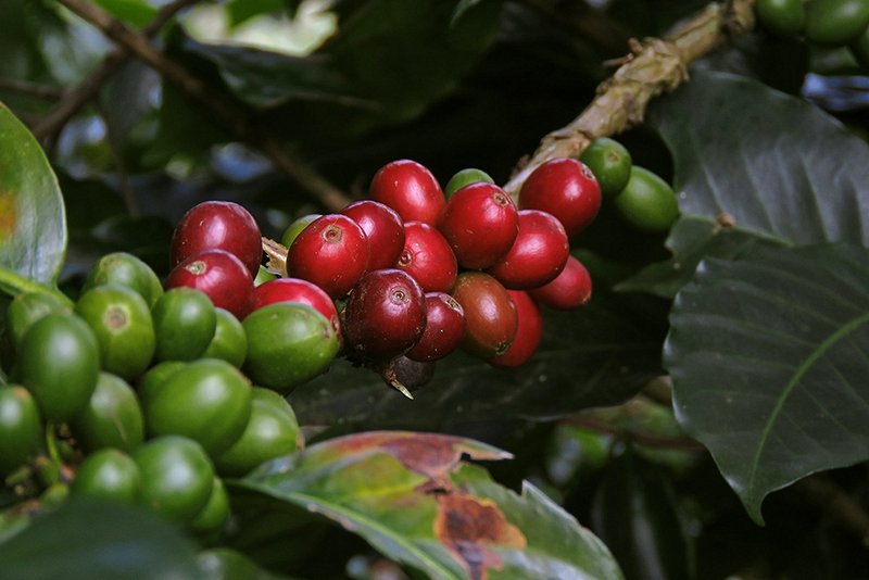 La route du café en Amazonie