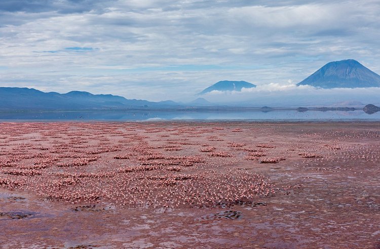 Le lac Natron - Tanzanie 2