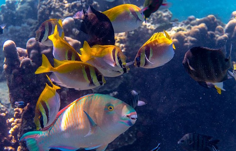Les fonds marins de Koh Tao