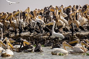 Parc national des oiseaux de Djoudj