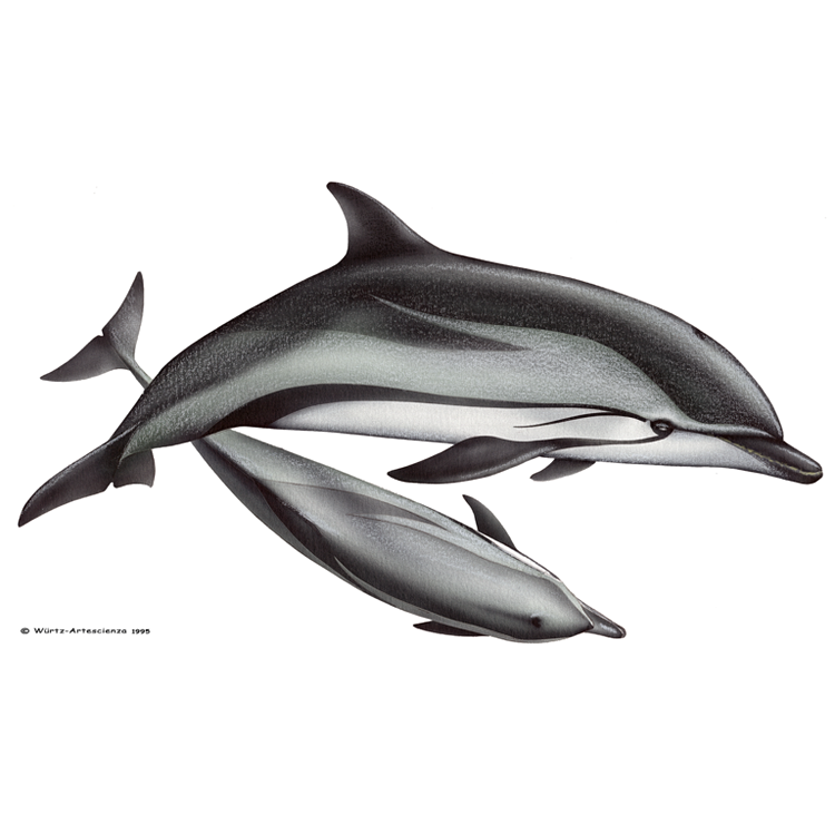 LES DAUPHINS : Dauphin Bleu et Blanc