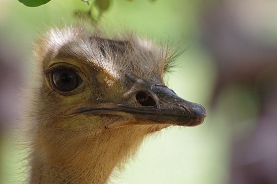 Pian Upe Wildlife Reserve