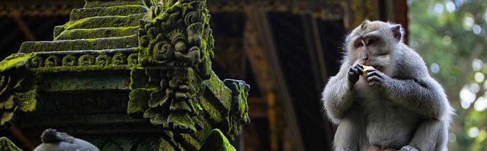 La forêt des singes