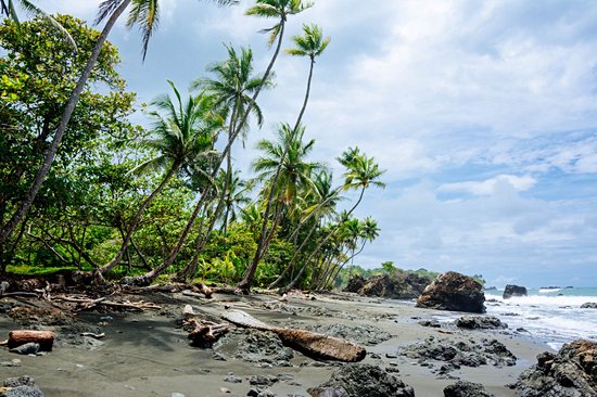 La paradisiaque : Pavones