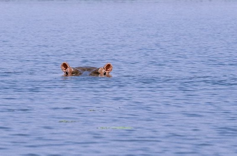 Découvrir la vie des hippopotames