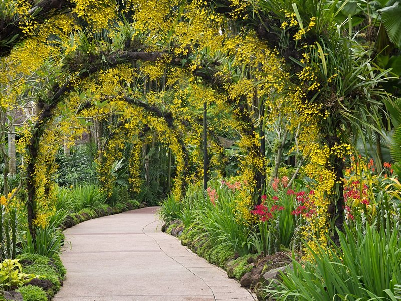 Jardin botanique de Singapour