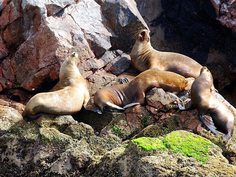 Islas Ballestas