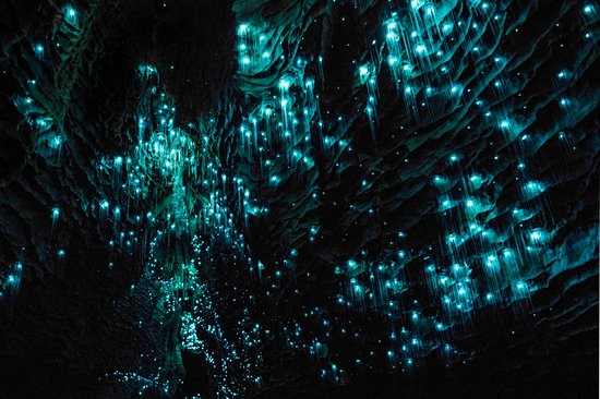 Caves de Waitomo