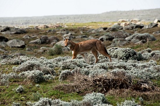 Parc national du Mont Balé