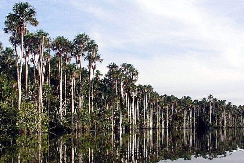 Puerto Maldonado en Amazonie péruvienne