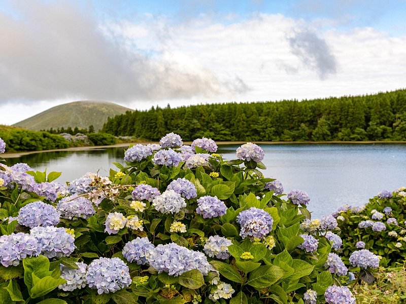 L'île de Flores