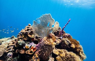 Récif coralien à Sainte-Lucie