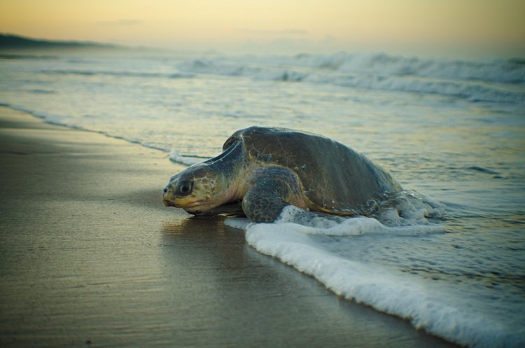 La Tortue de Ridley