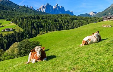 Alpage dans les Dolomites