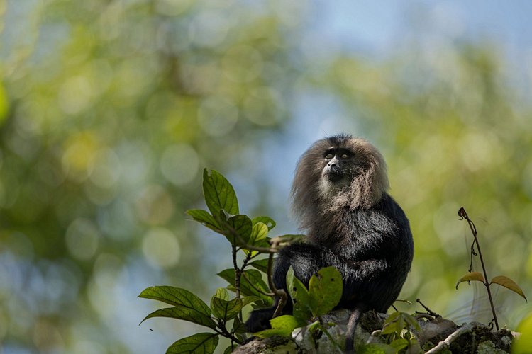 Parc national de Periyar