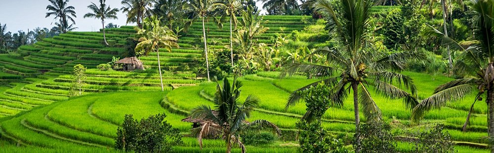 Les rizières d'Ubud