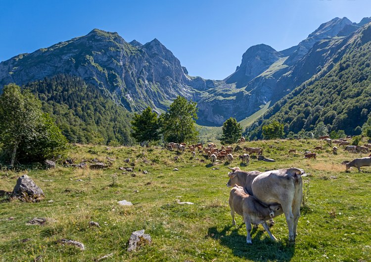 Les Pyrénées Catalanes 4