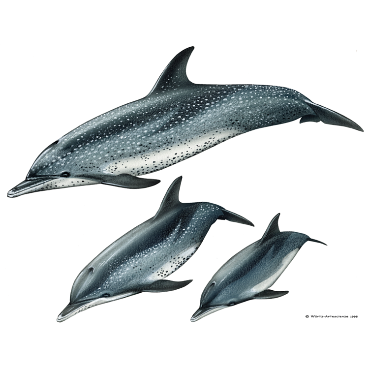 LES DAUPHINS : Dauphin tacheté