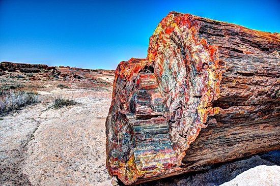 Petrified Forest, Arizona