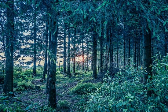 Les Hautes Fagnes
