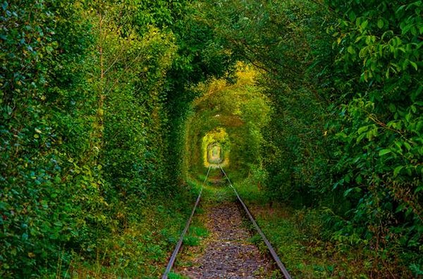 Découvrir un jardin secret surnommé « le tunnel de l’amour »