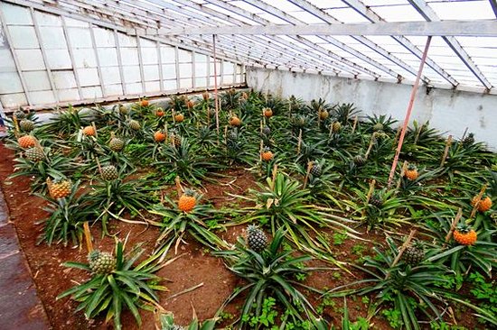 Déguster les ananas de l’île