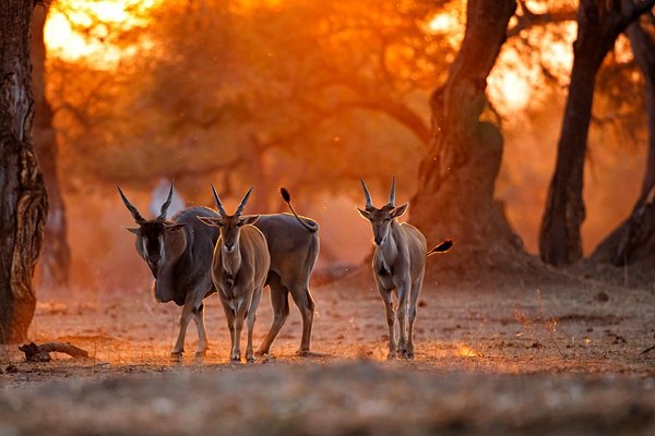 safari Zimbabwe