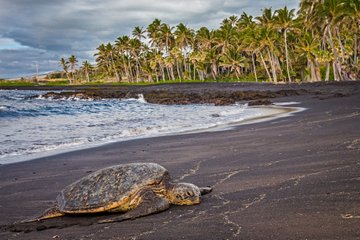 Punalu'u beach