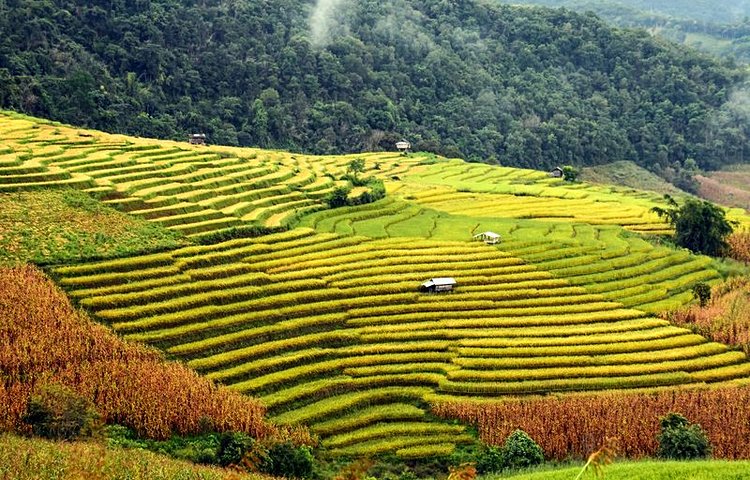 Les rizières de Chiang Mai