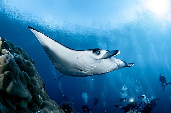 Plonger dans le parc marin de Tubbataha