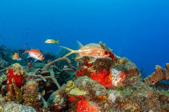 Champagne reef