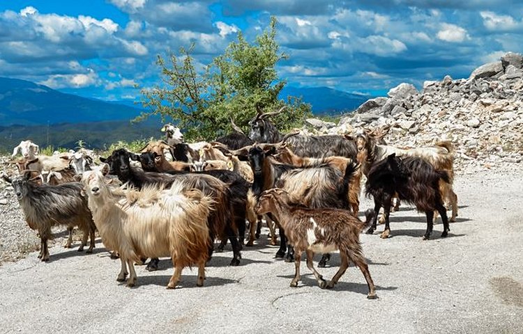 Des chèvres dans les montagnes Tzoumerka