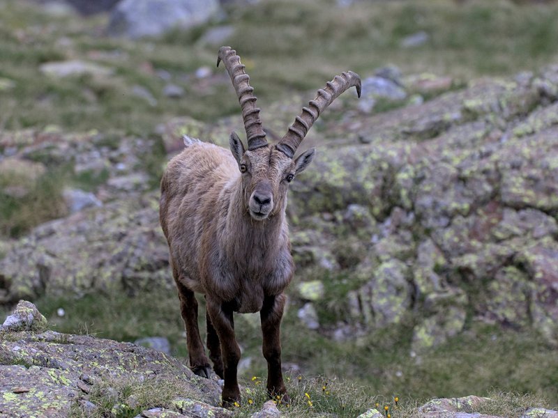 Parc national du Stelvio