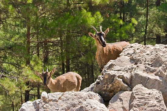 Gorges de Samaria