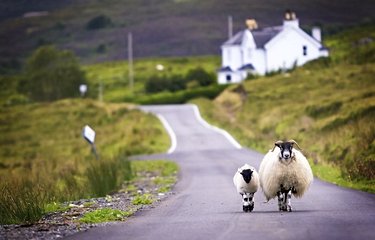 Moutons Shetland